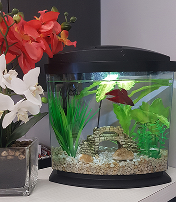photograph of Old North physiotherapy pt Health's pet fish